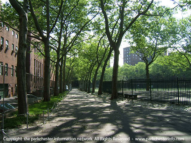 photo%20of%20Parkchester%20greenery%20in%20the%20shade