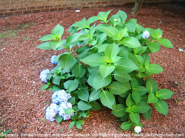 Plant%20sprouting%20green%20in%20Parkchester%20nature