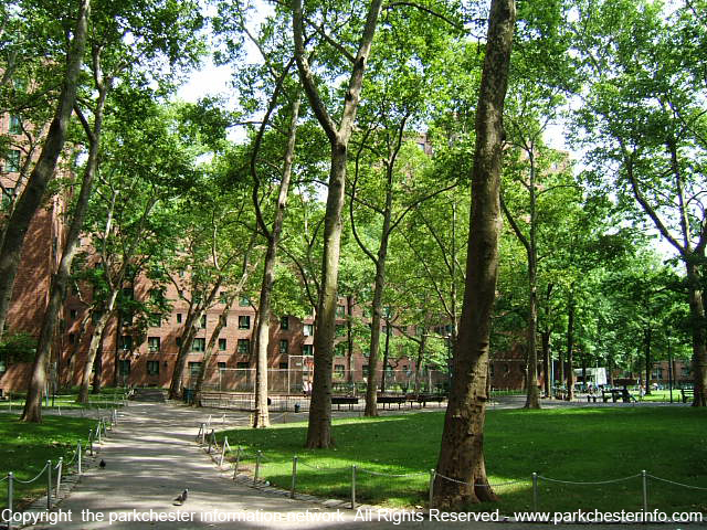 Parkchester%20green%20leaves%20on%20trees%20in%20nature%20photo