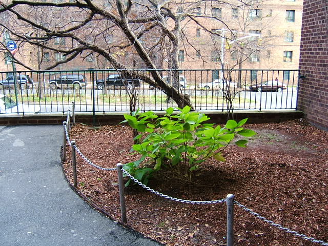 Parkchester%20natural%20foliage%20photo